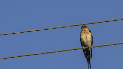 Kızıl kırlangıç