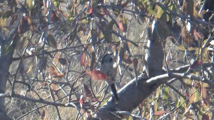 Uzunkuyruklu baştankara