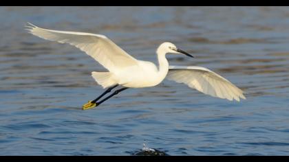 Küçük ak balıkçıl