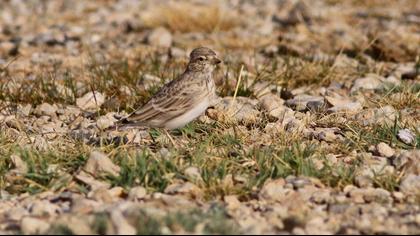 Türkistan çorak toygarı