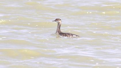 Karaboyunlu batağan