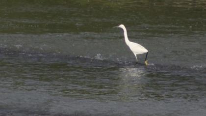Küçük ak balıkçıl
