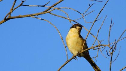 Kızılbaşlı örümcekkuşu