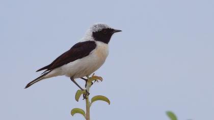 Karakulaklı kuyrukkakan