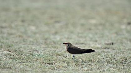 Bataklıkkırlangıcı