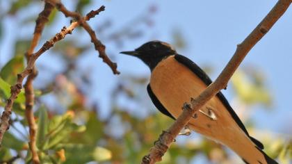 Karakulaklı kuyrukkakan