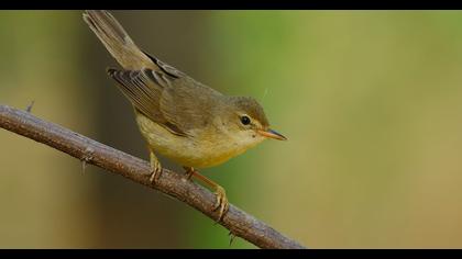 Çalı kamışçını