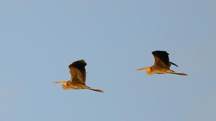 Erguvani balıkçıl