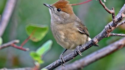 Karabaşlı ötleğen