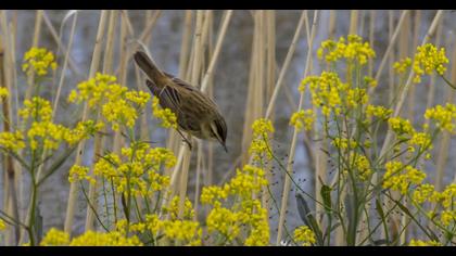 Kındıra kamışçını