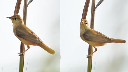 Çalı kamışçını