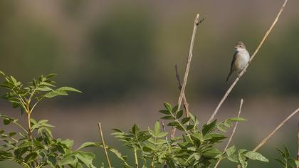 Akgerdanlı ötleğen