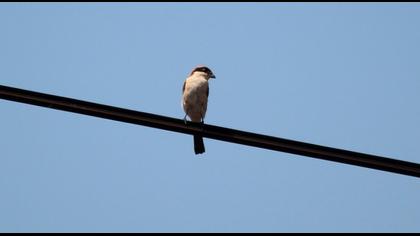Kızılbaşlı örümcekkuşu