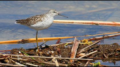 Bataklık düdükçünü