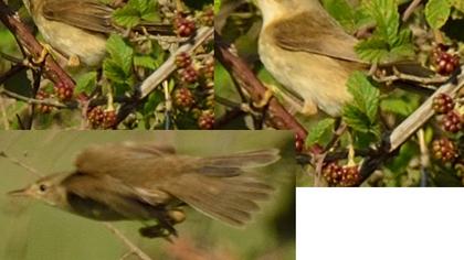 Çalı kamışçını