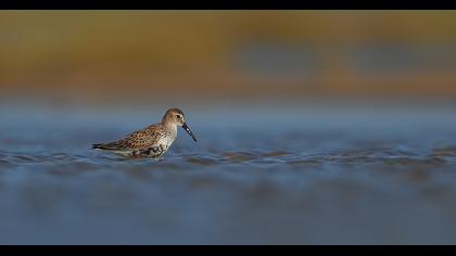 Karakarınlı kumkuşu