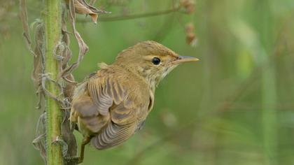 Marsh Warbler