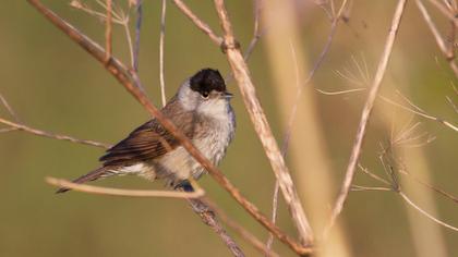 Karabaşlı ötleğen