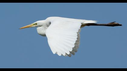 Büyük ak balıkçıl