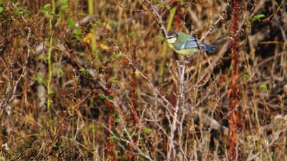 Eurasian Blue Tit