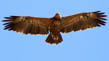 Küçük orman kartalı