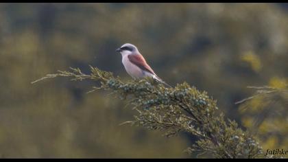 Kızılsırtlı örümcekkuşu