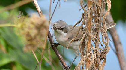 Küçük akgerdanlı ötleğen