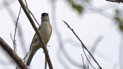 Karabaşlı ötleğen
