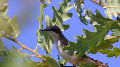 Küçük akgerdanlı ötleğen