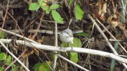 Küçük akgerdanlı ötleğen