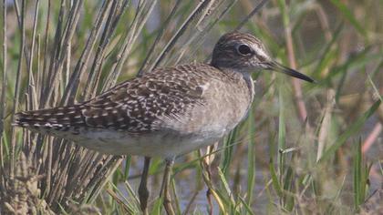 Orman düdükçünü