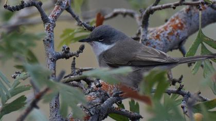 Küçük akgerdanlı ötleğen