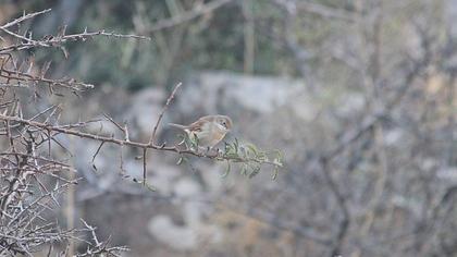 Akgerdanlı ötleğen