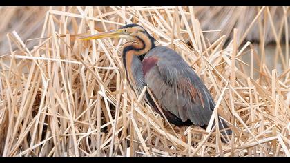 Erguvani balıkçıl