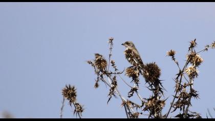 Maskeli örümcekkuşu