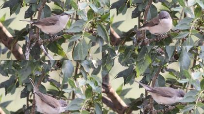 Küçük akgerdanlı ötleğen