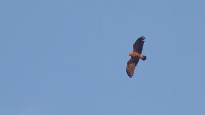 Küçük orman kartalı