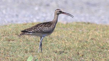 Sürmeli kervançulluğu