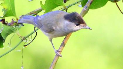 Karabaşlı ötleğen