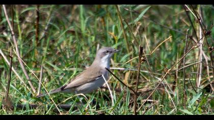 Küçük akgerdanlı ötleğen