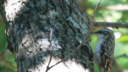 Bahçe tırmaşıkkuşu