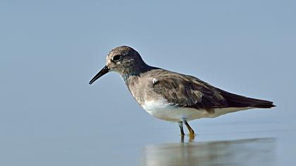 Sarıbacaklı kumkuşu