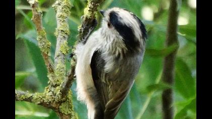 Uzunkuyruklu baştankara