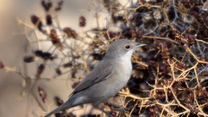 Bıyıklı ötleğen