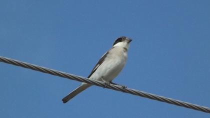 Karaalınlı örümcekkuşu