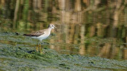 Orman düdükçünü