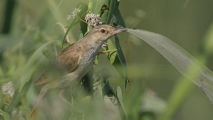Büyük kamışçın