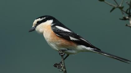 Maskeli örümcekkuşu