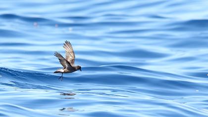 Fırtınakırlangıcı