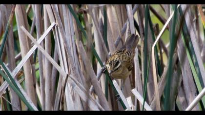 Kındıra kamışçını